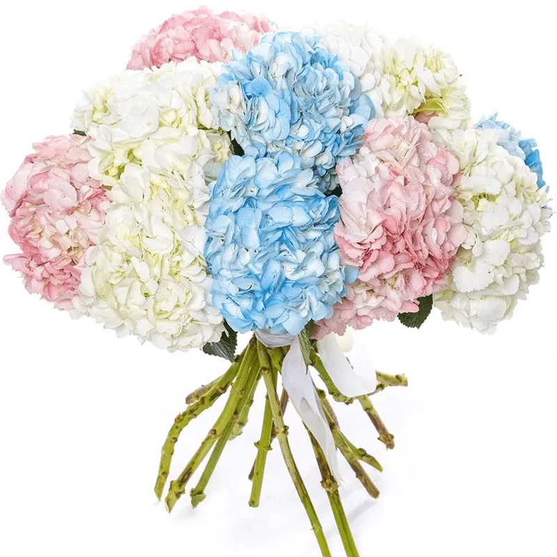 Гортензии нежный микс