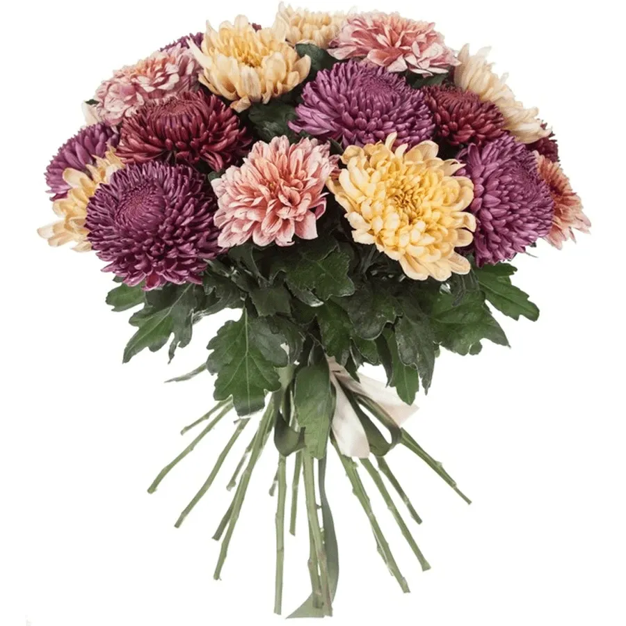 Хризантемы одноголовые строгий микс